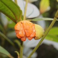 Melastoma sp.